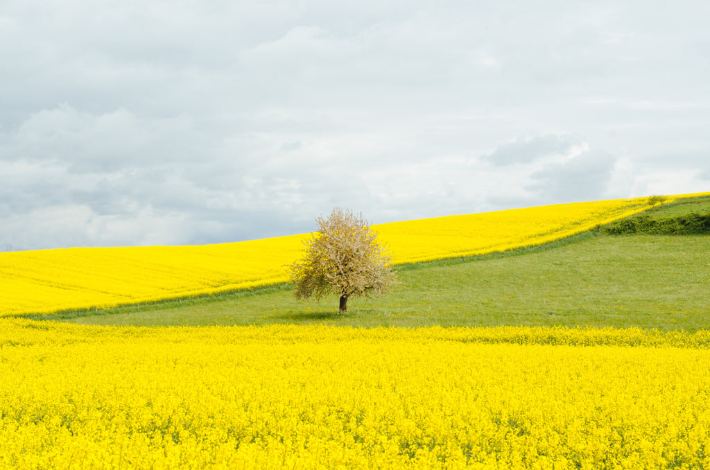 Calming image of a tree in a field of yellow.